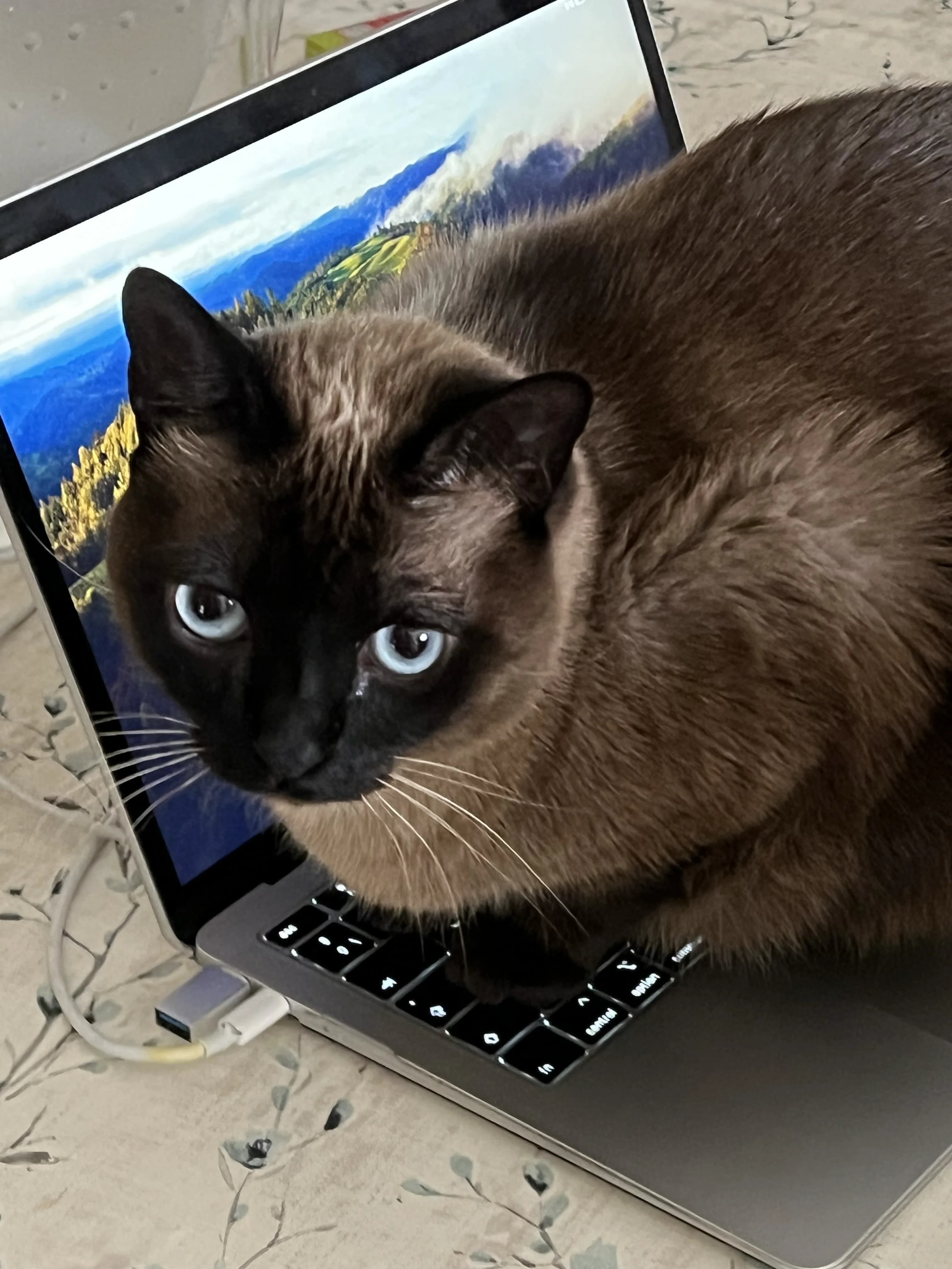 Eri lying on a laptop
